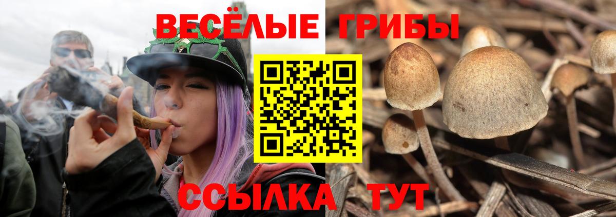Псилоцибиновые грибы мухоморы  купить наркоту  Вход с VPN  Амурск  Псилоцибиновые грибы MAGIC MUSHROOMS 